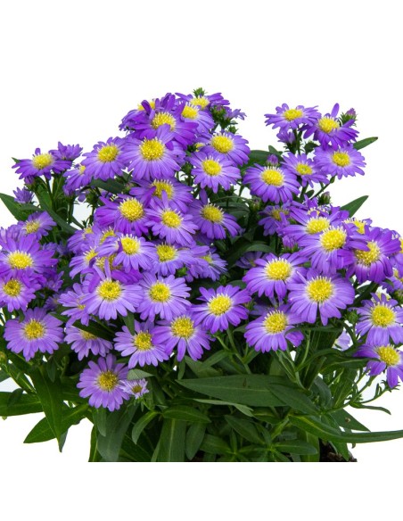 Alpine Aster (vaso 13 cm ø)