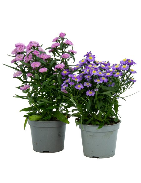 Aster Alpinus (test 13 cm ø)