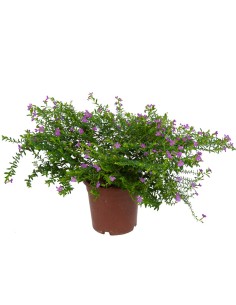 Achetez du bacopa pour 3,95 € chez Germigarden