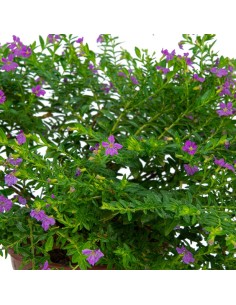 Bacopa por € 3,95 em Germigarden 2