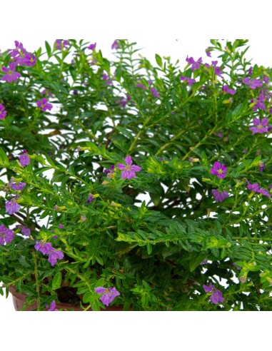 Comprar bacopa por 3,95€ en Germigarden