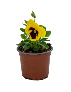 Comprar pensamientos desde 1,75€ en Germigarden