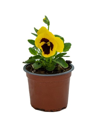 Comprar pensamientos desde 1,75€ en Germigarden