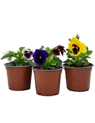 Comprar pensamientos desde 1,75€ en Germigarden