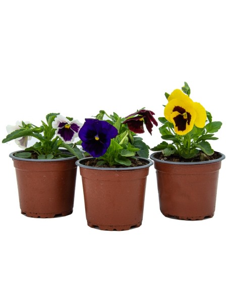 Comprar pensamientos desde 1,75€ en Germigarden