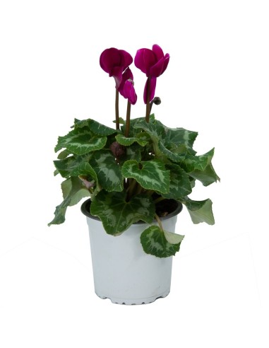 Comprar Ciclamen mini per 3,25€ a Germigarden
