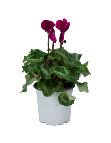 Mini Cyclamen (pot 10,5 cm Ø)