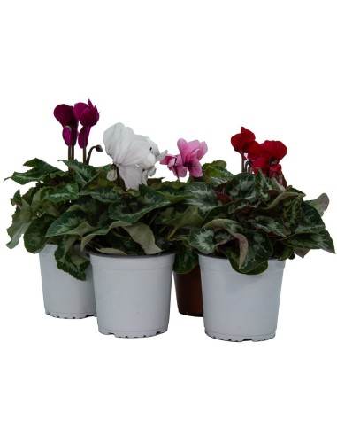Mini Cyclamen (pot 10,5 cm Ø)