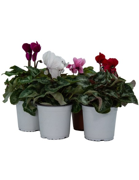 Compre Cyclamen mini (vaso de 11 cm Ø) em Germigarden
