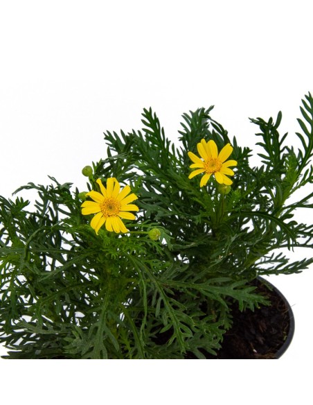 Comprar euryops de flor amarilla desde 4,95€ a Germigarden