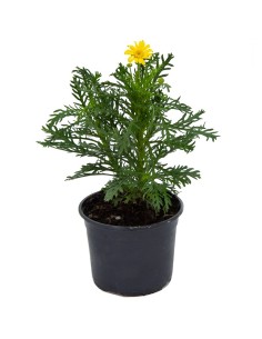 Comprar euryops de flor amarilla desde 4,95€ a Germigarden
