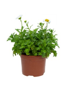 Leucanthemum paludosum por € 1,95 em Germigarden