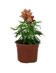 Boca de dragón de muchos colores desde 1,95€ en Germigarden