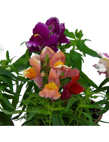 Boca de dragón de muchos colores desde 1,95€ en Germigarden