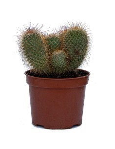 Mammillaire Spinosissima