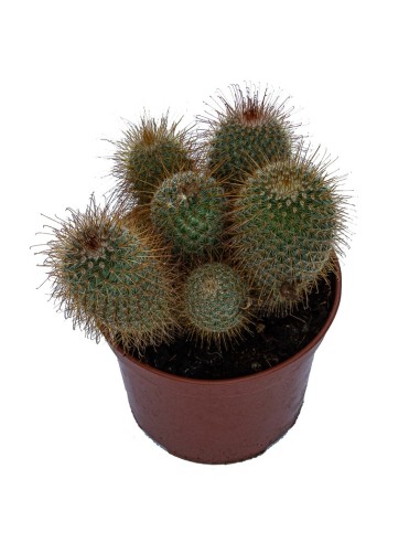 Mammillaire Spinosissima