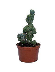Cereus Péruvien Cristata.