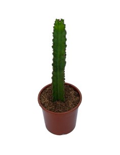 Euphorbia ingens (test 23 cm ø)