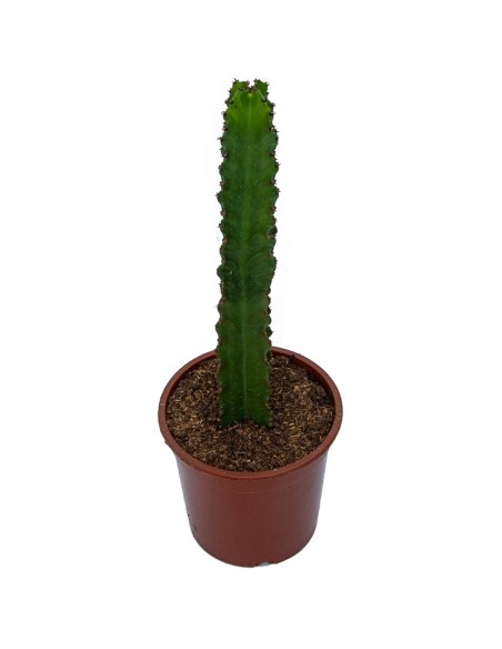 Euphorbia ingens (test 23 cm ø)