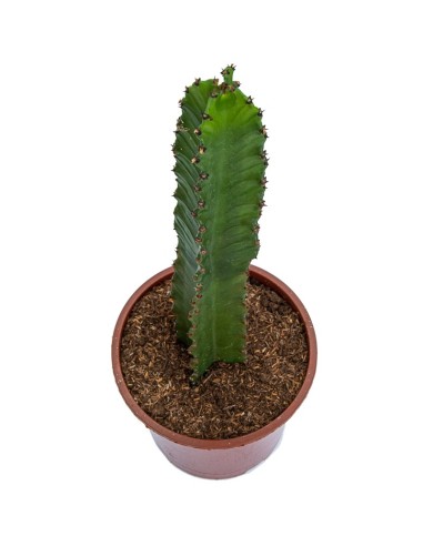 Euphorbia ingens (test 23 cm ø)