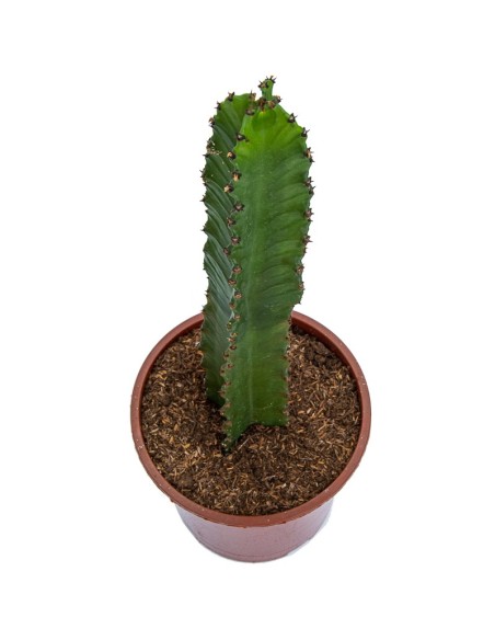Aloe squarrosa (test 12 cm ø)