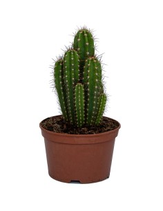Pachycereus Pecten-Aboriginum