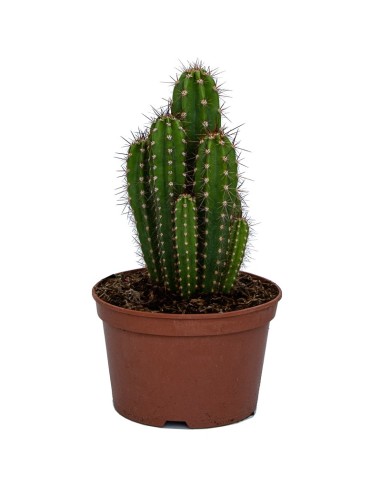 Compre Pachycereus Pecten-Aboriginum em Germigarden