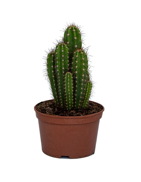 Compre Pachycereus Pecten-Aboriginum em Germigarden