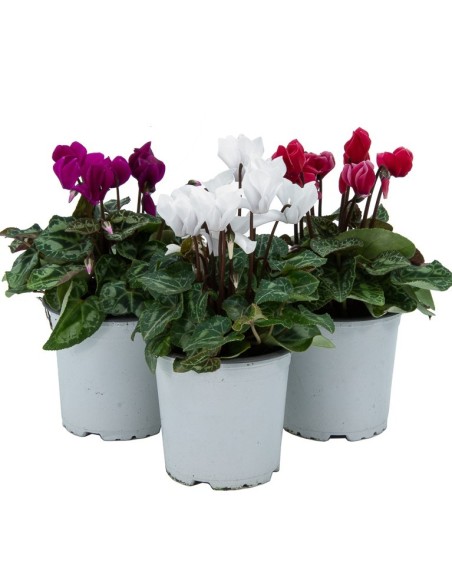 Cyclamen à partir de 4,95€ chez Germigarden
