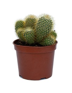 Aloe squarrosa (test 12 cm ø) 2