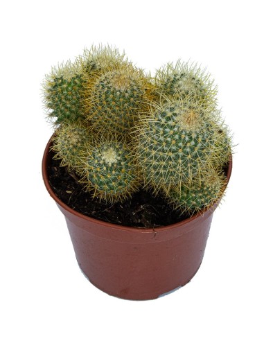Aloe squarrosa (test 12 cm ø)