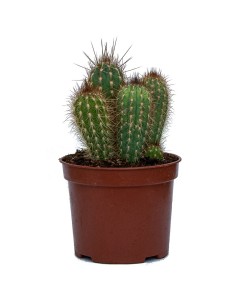 Trichocereus sp