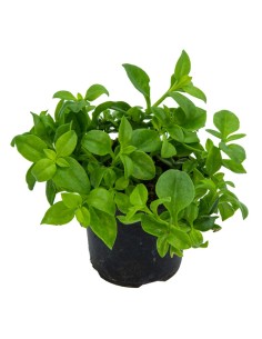 Aptemia cordifolia por € 1,95 em Germigarden