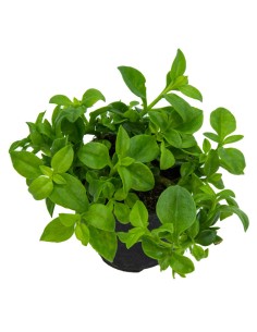 Aptemia cordifolia por 1,95€ en Germigarden 2