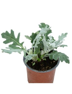 Cineraria gris o maritima desde 1,70€ en Germigarden 2