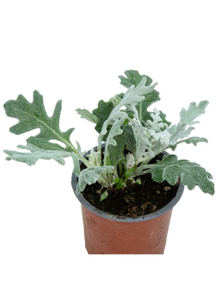 Cineraria gris o maritima desde 1,70€ en Germigarden