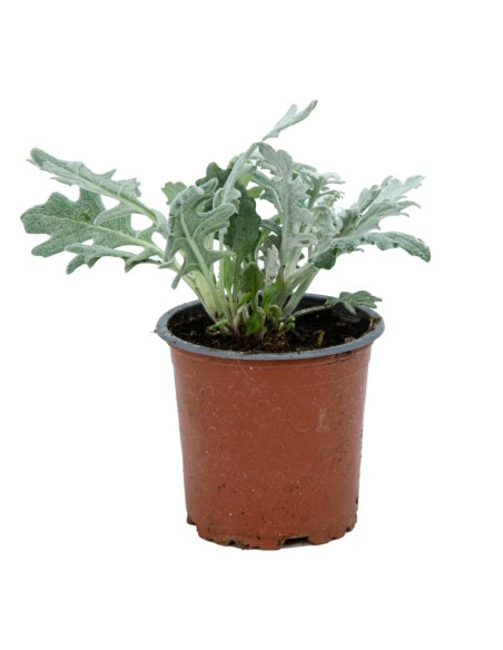 Jacobaea maritima desde € 1,70 em Germigarden