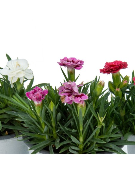 Carnation Ten Nelke pour 2,25 € chez Germigarden