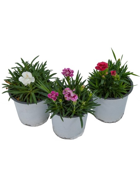 Carnation Ten Nelke pour 2,25 € chez Germigarden