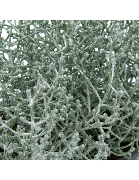Cineraria Marítima