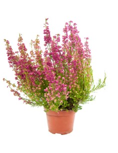 Erica o brezo (maceta 13 cm Ø)