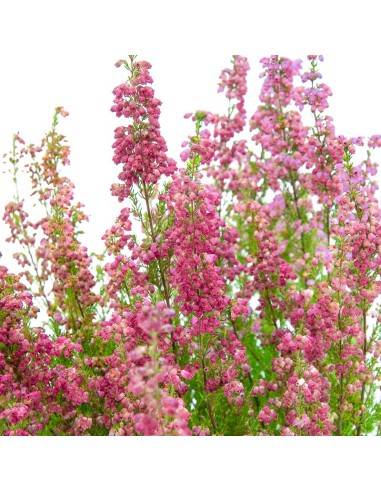 Erica o brezo (maceta 13 cm Ø)