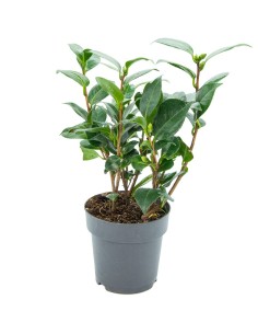 Comprar camelia desde 19,80€ en Germigarden