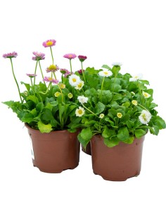 Margarida dos prados por € 1,75 em Germigarden