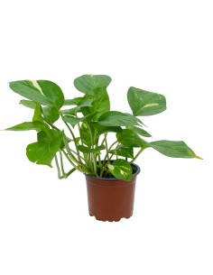 Pothos suspendus