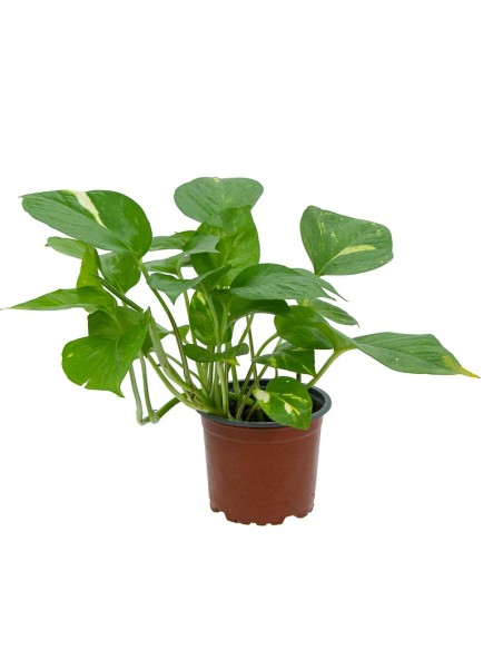 Pothos suspendus