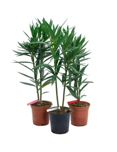 Comprar adelfa desde 3,95€ en Germigarden