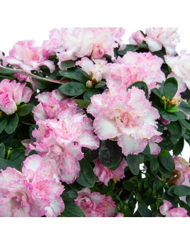 Azalea (test 12 cm ø)