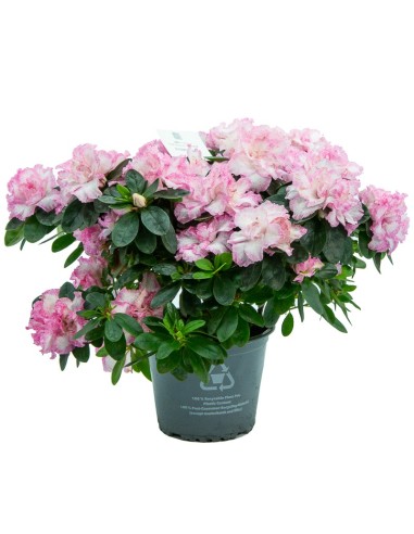Comprar azálea em Germigarden