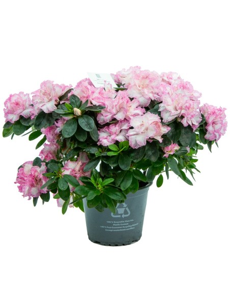 Azalea (test 12 cm ø)